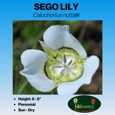 sego lily