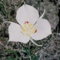 Calochortus nuttalli flower, native to California, with white petals and red markings.