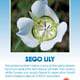 Sego Lily Wildflower Seeds