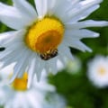 Daisy Shasta flower with a bee collecting nectar, vibrant white petals and yellow center.