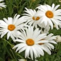 Daisy, Shasta flower with white petals and yellow center, ideal for garden landscapes.