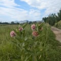 Showy Milkweed (Asclepias speciosa) blooming along a rural trail with mountains in the background.