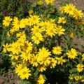 Bright yellow Goldeneye Showy flowers of Heliomeris multiflora in bloom.