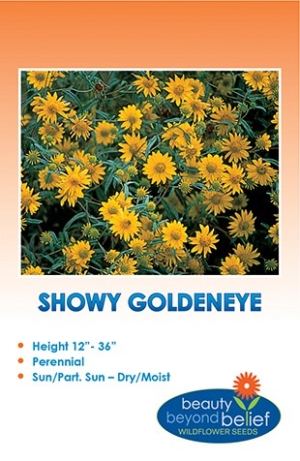 Showy Goldeneye Wildflower Seeds
