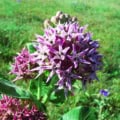 Showy milkweed with vibrant purple flowers in a natural setting.