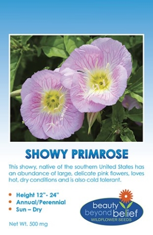 Showy Primrose