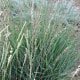 Sideoats Grama Grass Seed