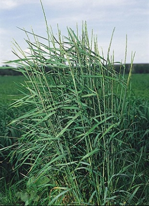 Slender Wheatgrass Grass Seed