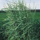 Slender Wheatgrass Grass Seed