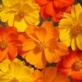 Bright yellow and orange Cosmos sulphureus flowers in bloom.