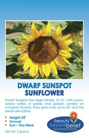 Dwarf Sunspot Sunflower