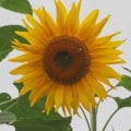 Bright yellow sunflower with grey striped pattern on petals, large central disk, and green leaves.