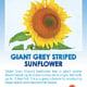 Giant Grey Striped Sunflower Seeds