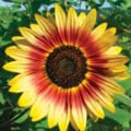Sunflower with vibrant yellow and red petals, showcasing the beauty of Indian Blanket variety.