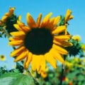 Sunflower Lemon Queen with vibrant yellow petals and dark center, thriving in sunny fields.