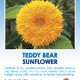 Teddy Bear Sunflower Wildflower Seeds