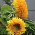 Sunflower with Teddy Bear flower, showcasing vibrant yellow petals and lush green leaves. Perfect fo.