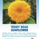 Teddy Bear sunflower seed packet.