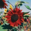 Red sunflower Velvet Queen with dark center, Helianthus annuus variety.
