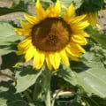 Sunflower, Dwarf Sunspot with bright yellow petals and dark center, thriving in sunny garden conditi.