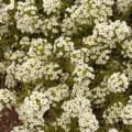 Allyssum flower close-up for garden planting.