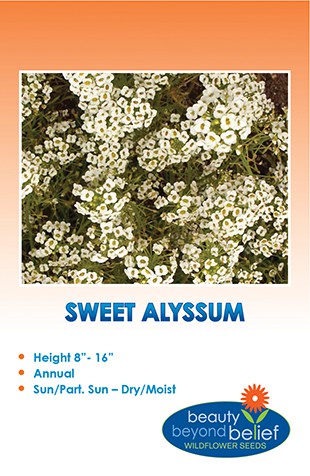 Sweet Alyssum Wildflower seed pack