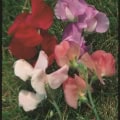 Sweet Pea flower close-up for vibrant garden display.