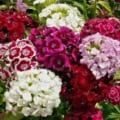 Bright pink and white Dianthus barbatus flowers in full bloom, showcasing vibrant colors and lush fo.