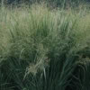 Switchgrass Grass Seed