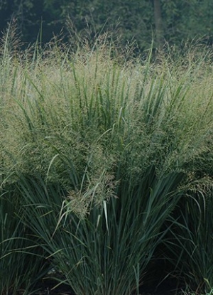 Switchgrass Grass Seed