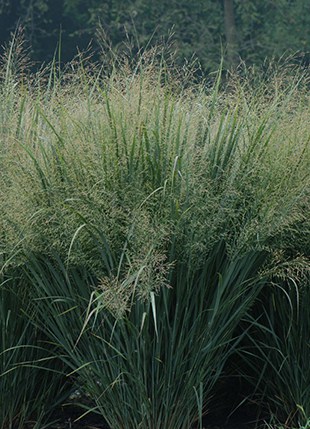 Switchgrass Grass Seed