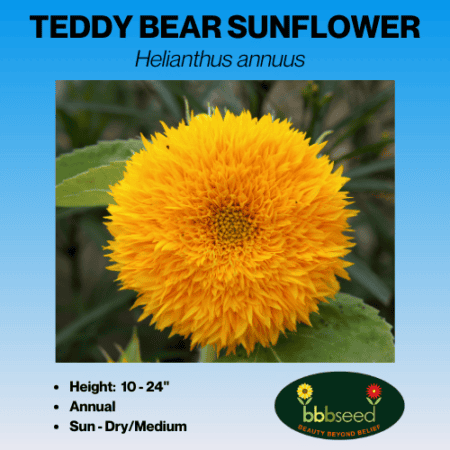 teddy bear sunflower