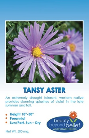 Tansy Aster Wildflower Seeds