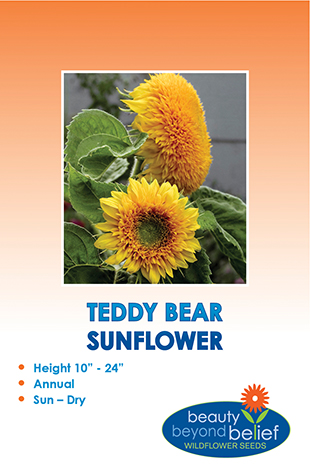 teddy bear sunflower container