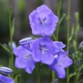 Bellflower Tussock, Campanula carpatica, with vibrant purple flowers in a garden setting.