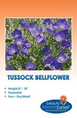 Tussock Bellflower