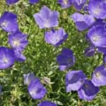 Bellflower Tussock in vibrant blue-purple blooms, ideal for rock gardens and borders.