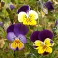 Three sunny,, gold and violet faces of Johnny Jump-up blooms.