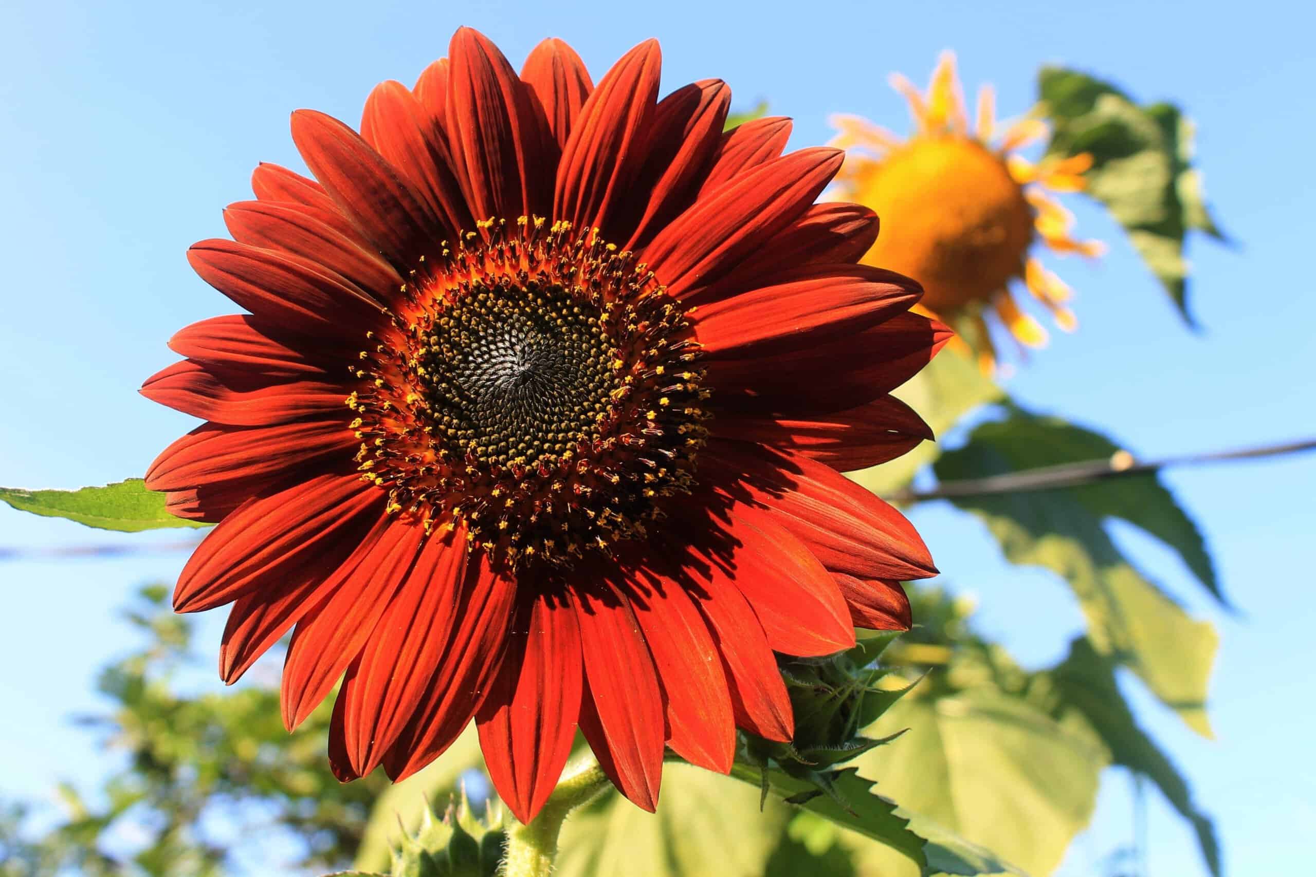 Sunflower Mix | BBB Seed