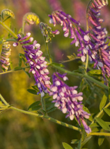 picture of hairy vetch 