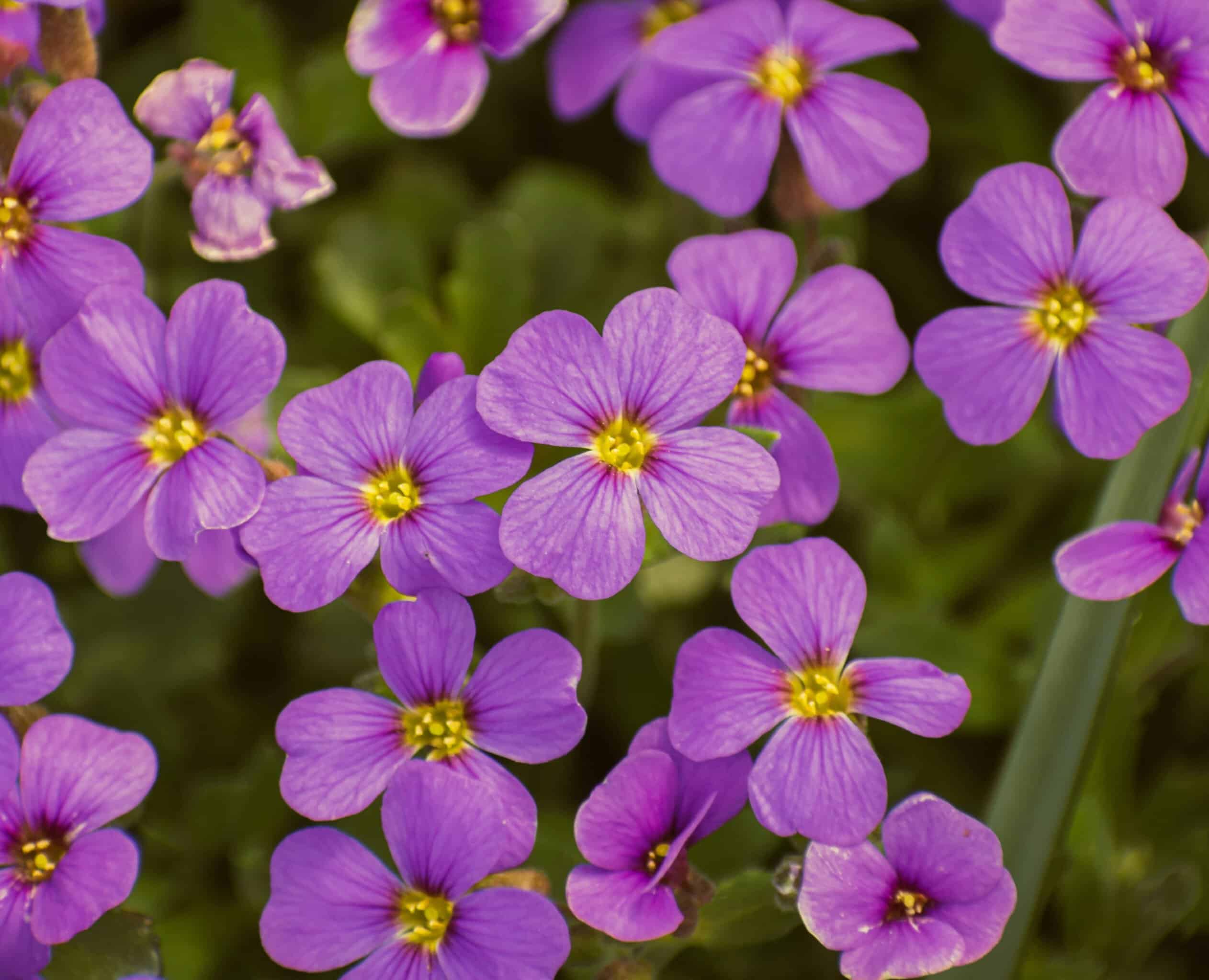 Virginia Stock – Malcolmia maritima | BBB Seed