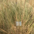 Photo of Western Wheatgrass, Arriba variety.