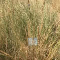 Western Wheatgrass Pascopyrum smithii VNS in native grassland restoration.