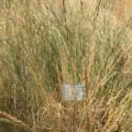 Western Wheatgrass Pascopyrum smithii VNS in native grassland restoration.