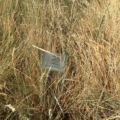 Photo of Western Wheatgrass, Rosanna variety.