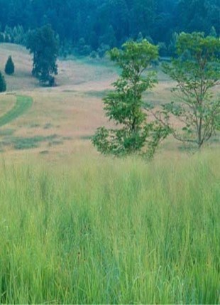 A photo of a field of Native Western Grasses.