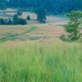 Western Wheatgrass, Pascopyrum smithii, VNS is a native grass ideal for sustainable landscapes and f.