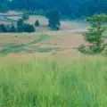 Western Wheatgrass, Pascopyrum smithii, VNS is a native grass ideal for sustainable landscapes and f.