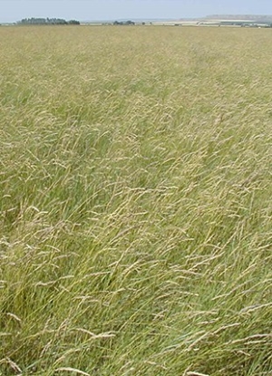 Western Wheatgrass Grass Seed