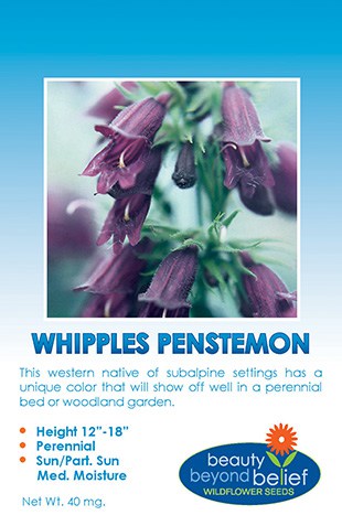 Whipple's Penstemon